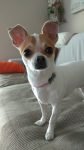 Collar personalizado formato hueso para Chihuahua tamaño mini photo review