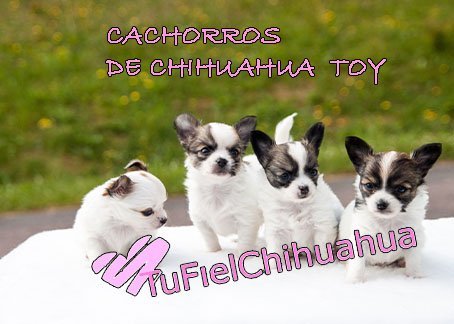 cachorros de chihuahua toy
