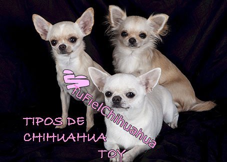 chihuahua toy tipos