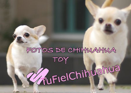 fotos de chihauhua toy