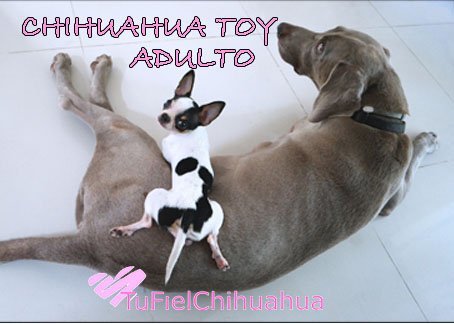 chihuahua toy adulto tamaño