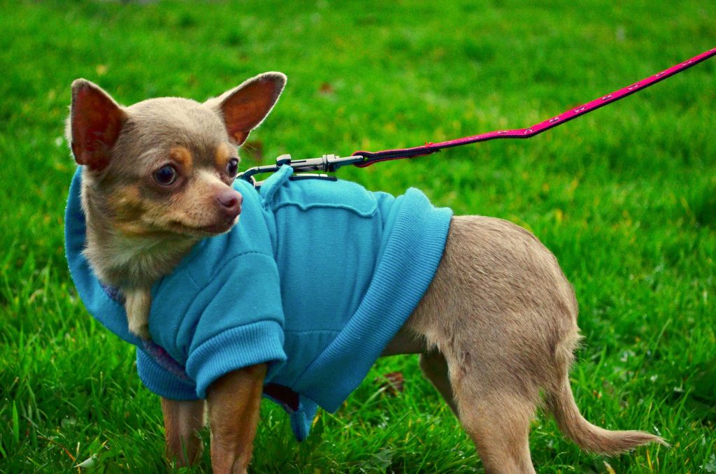 chihuahua azul y tostado tricolor