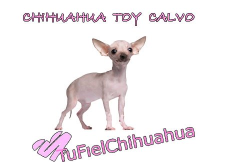 chihuahua sin pelo toy