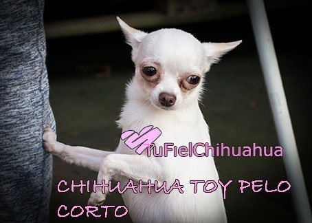 chihuahua mini toy pelo corto