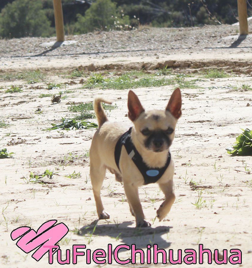 chihuahua arena