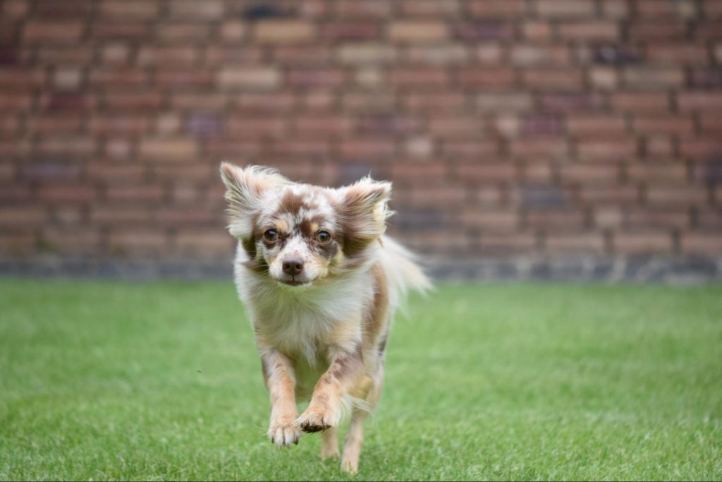 merle chihuahua