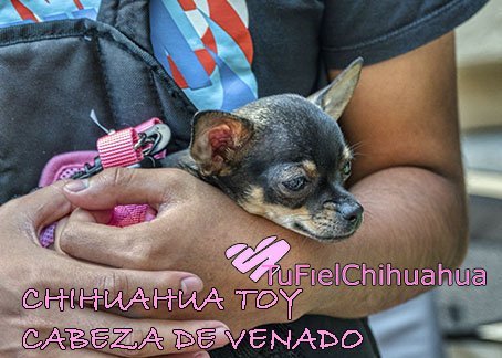 chihuahua toy cabeza venado