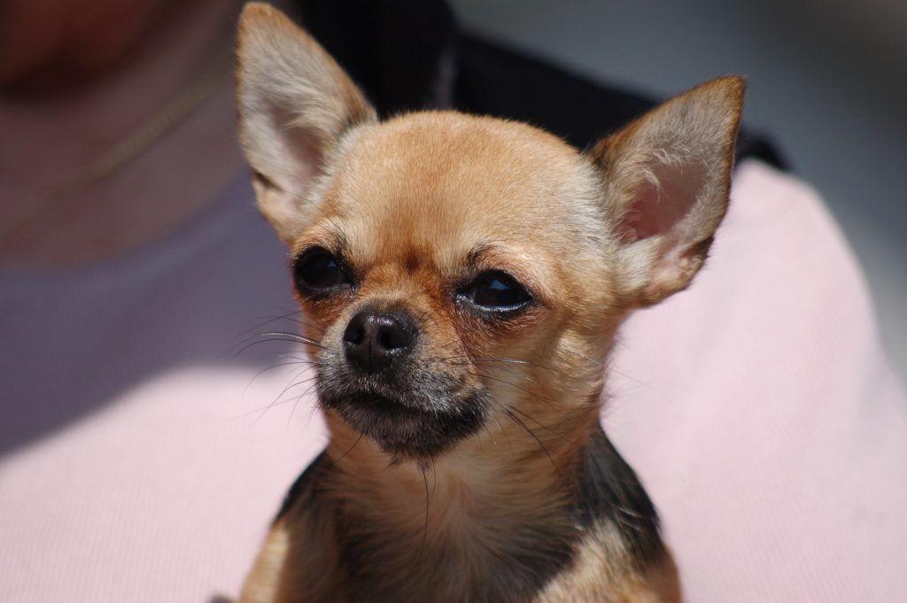 chihuahua sable