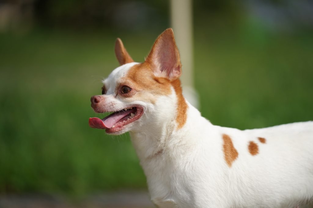 chihuahua blanco y rojo