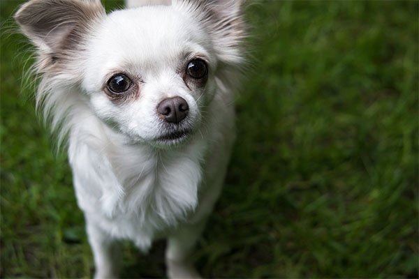 chihuahua blanco