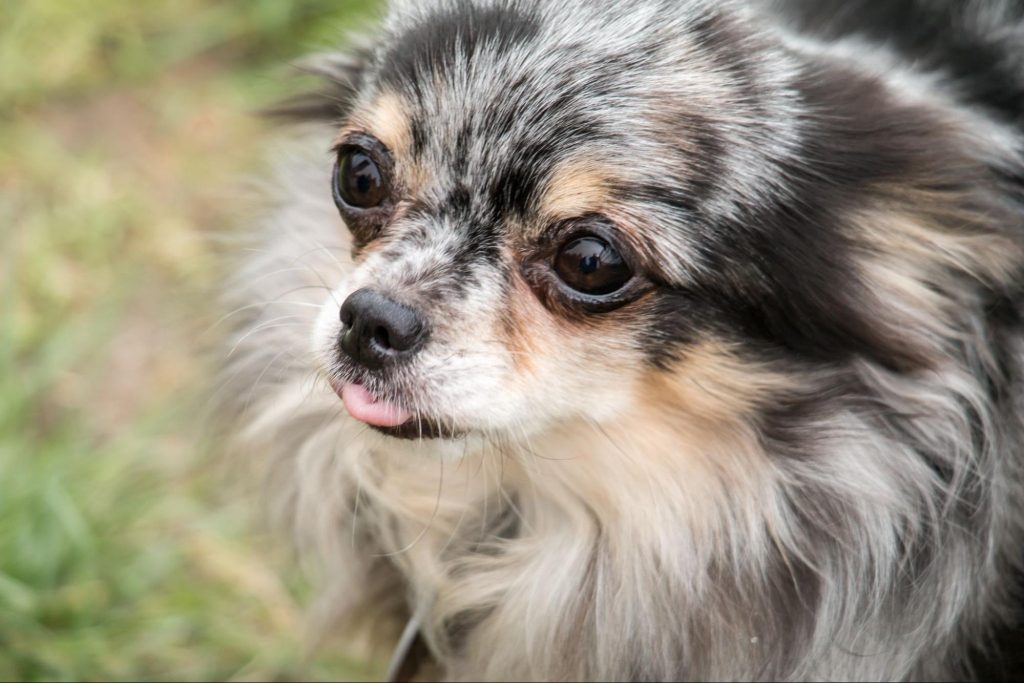 chihuahua mirlo azul