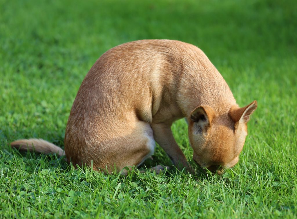 chihuahua canela
