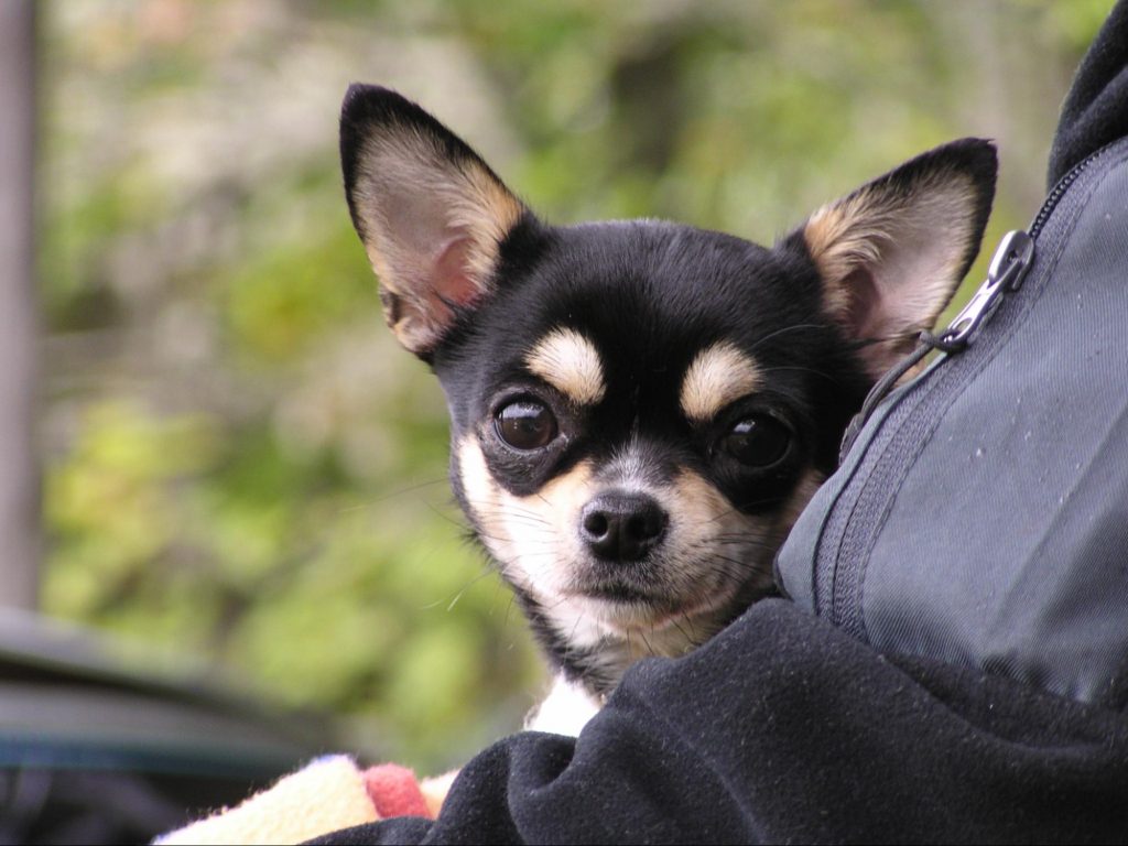 chihuahua negro y crema tricolor