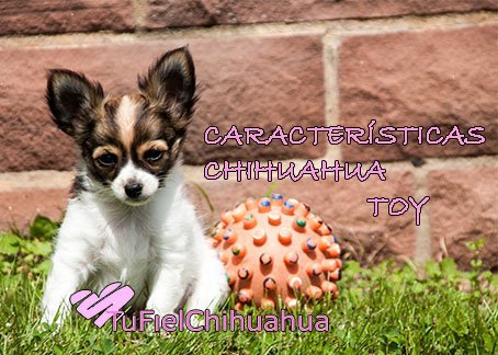 caracteristicas chihuahua toy