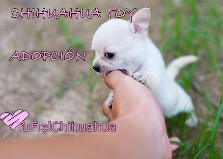 chihuahua toy gratis