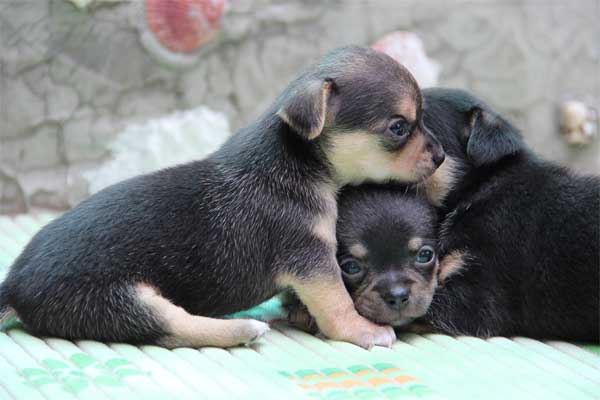 cuidar bien a un chihuahua tras el parto
