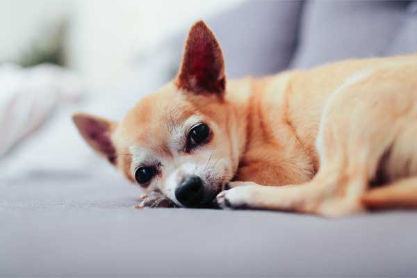 como ayudar a un chihuahua a parir