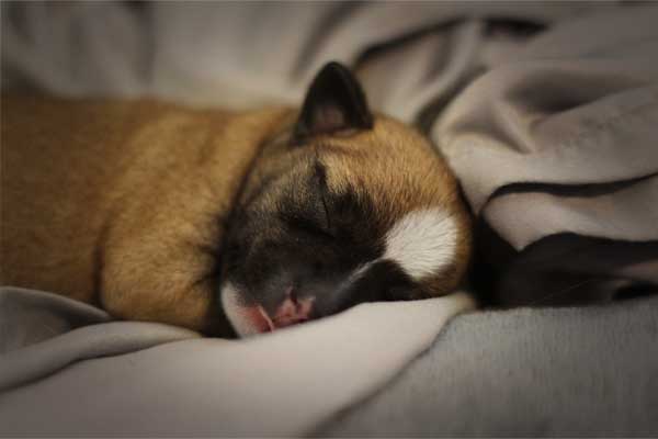 cachorro chihuahua recien nacido