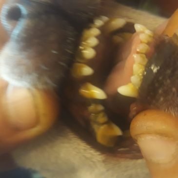 chihuahua dientes, sarro