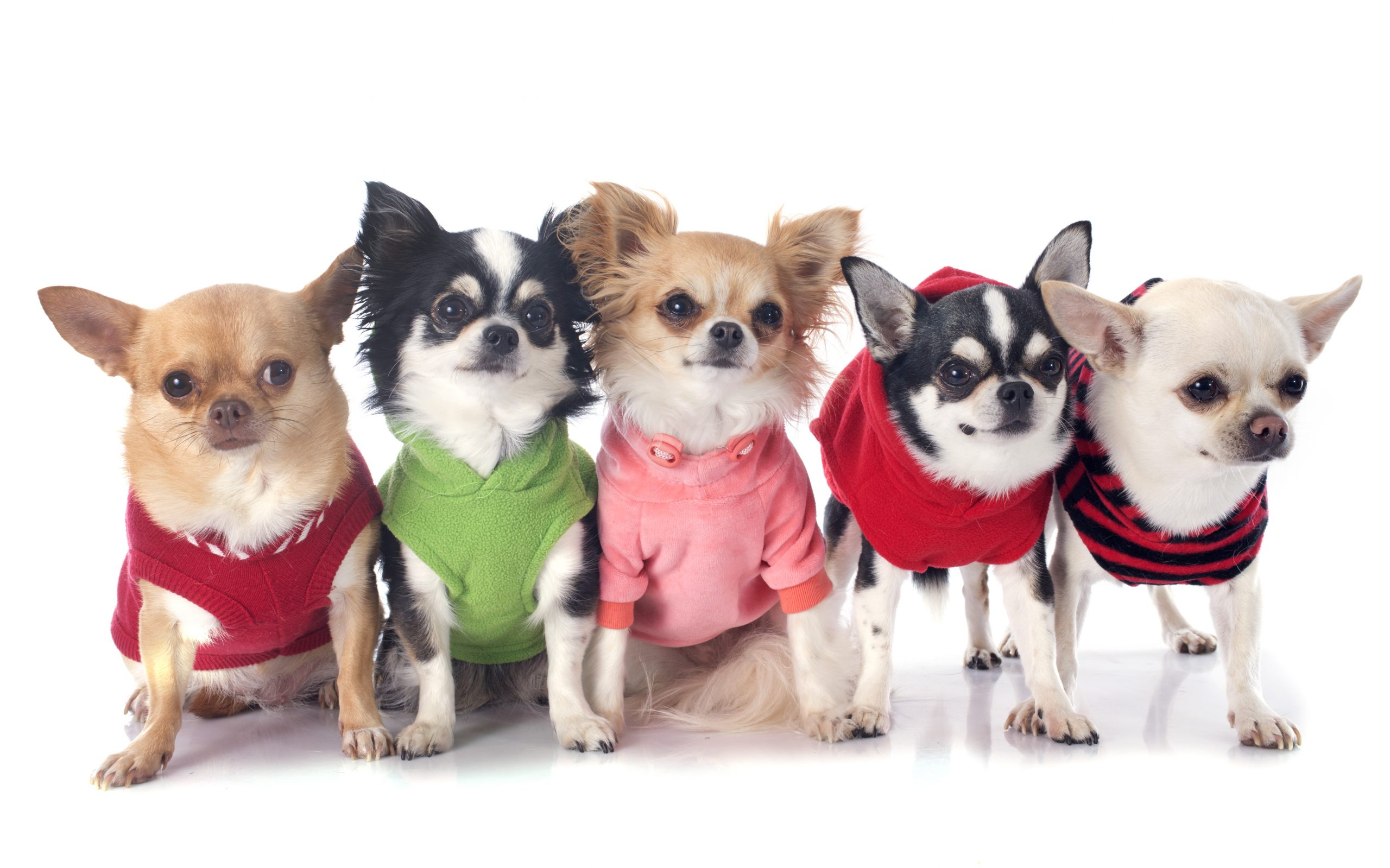 ¿Cuánto cuesta un chihuahua en España? 7 cuanto cuesta un chihuahua