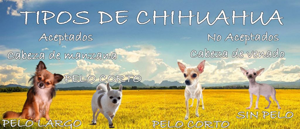 tipos de chiguagua