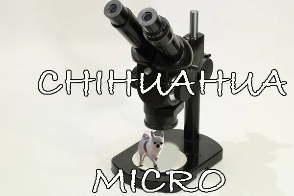 chihuahua tipos de razas