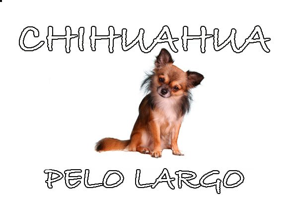 tipos de chihuahuas peludos