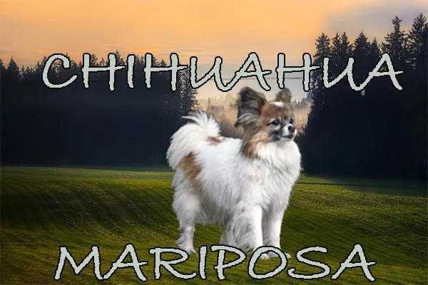 diferentes tipos de chihuahua