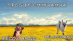 tipos de chihuahua