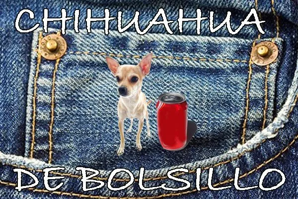 tipos de chihuahua fotos