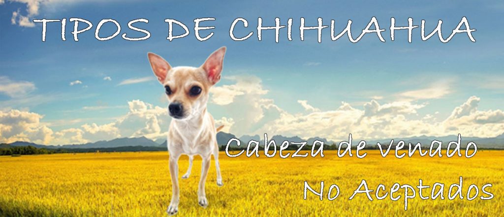 tipos de chihuahuas cabeza de venado