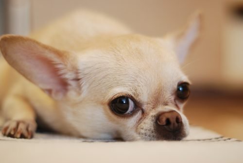 Vómito en perros Chihuahua 2