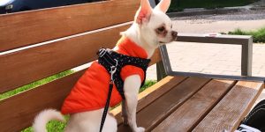 Abrigo para chihuahua calentito photo review
