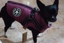 Abrigo impermeable para perros pequeños photo review
