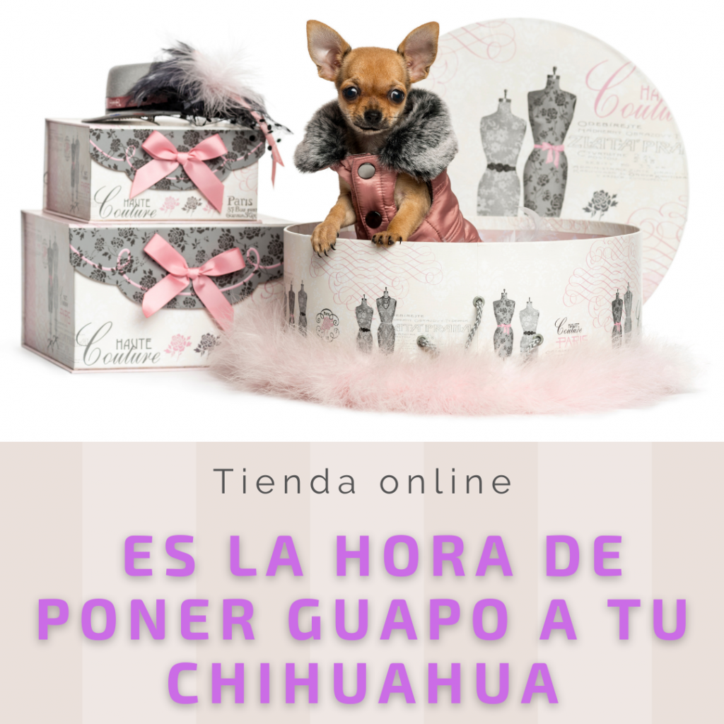 Chihuahua toy, la raza inventada en portales de anuncios de segunda mano 1