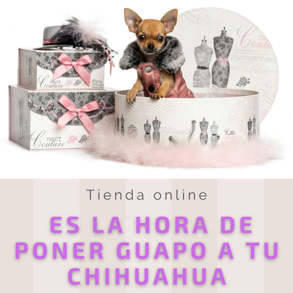 Cuidado de los dientes de un Chihuahua 2