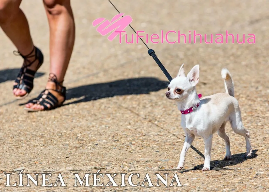 ¿Cuál es el origen y la evolución del perro chihuahua? 5 Chihuahua línea mexicana