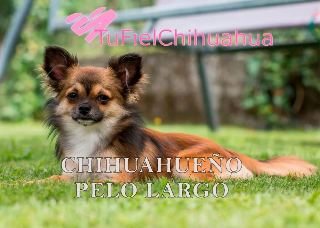 ¿Cuál es el origen y la evolución del perro chihuahua? 6 Chihuahua linea inlgesa