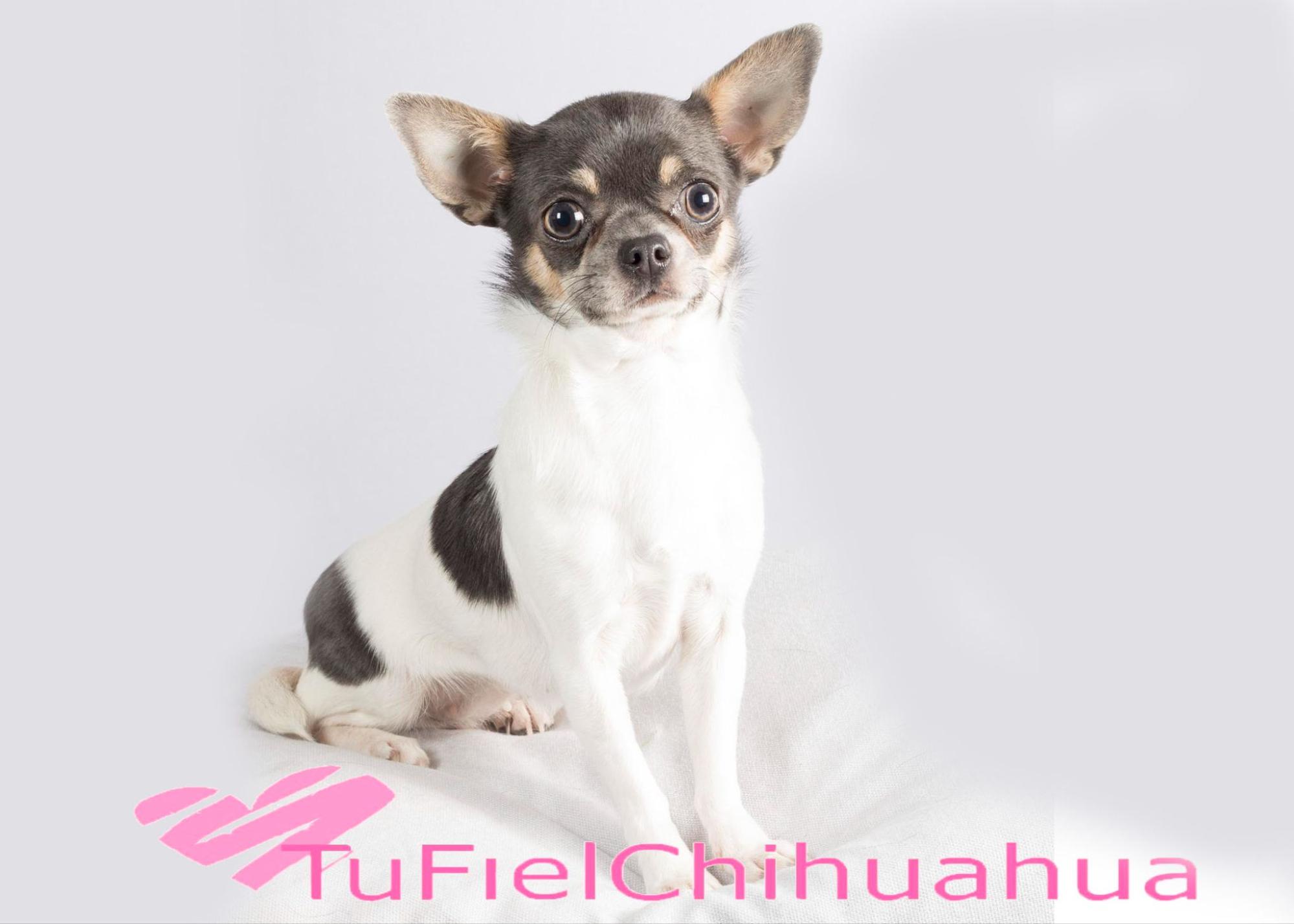 Como saber si un chihuahua es original【rápido y sencillo】