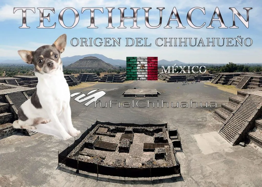¿Cuál es el origen y la evolución del perro chihuahua? 2 ¿Cuál es el origen y la evolución del perro chihuahua? 2
