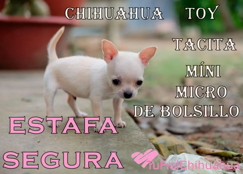 ¿Cuál es el origen y la evolución del perro chihuahua? 8 ¿Cuál es el origen y la evolución del perro chihuahua? 5