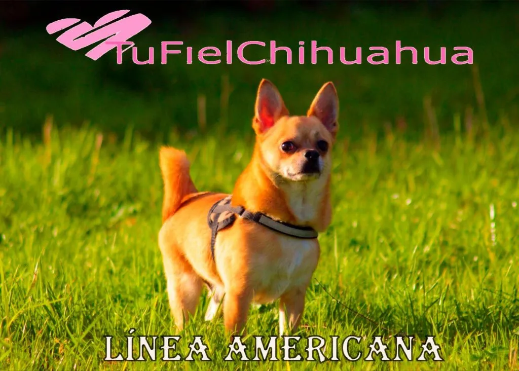¿Cuál es el origen y la evolución del perro chihuahua? 7 Chihuahua línea americana