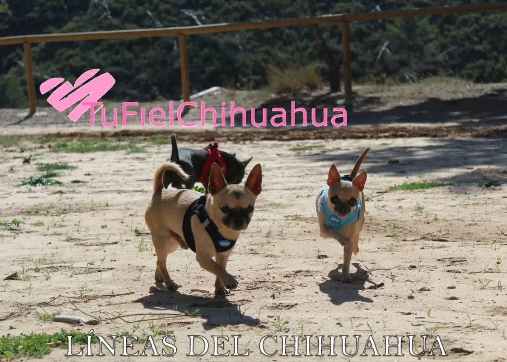 ¿Cuál es el origen y la evolución del perro chihuahua? 4 ¿Cuál es el origen y la evolución del perro chihuahua? 4