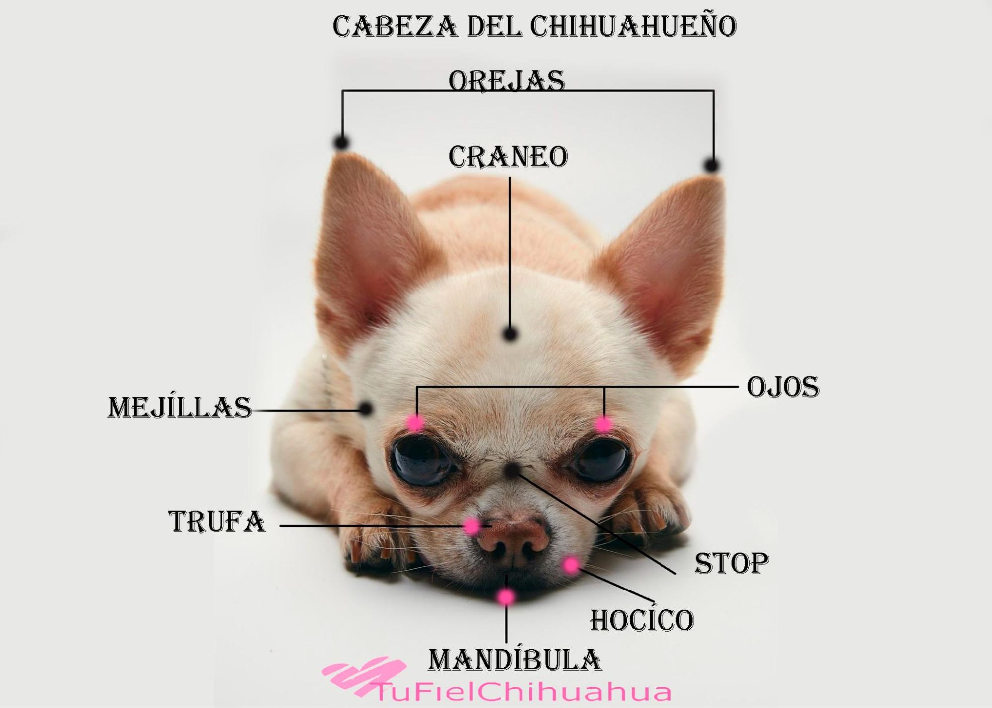 Perro Chihuahua 3 ¿Cómo saber si un chihuahua es de raza?