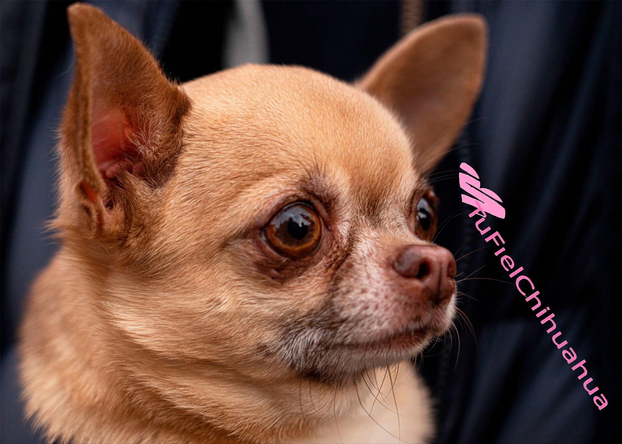 Como saber si un chihuahua es original【rápido y sencillo】