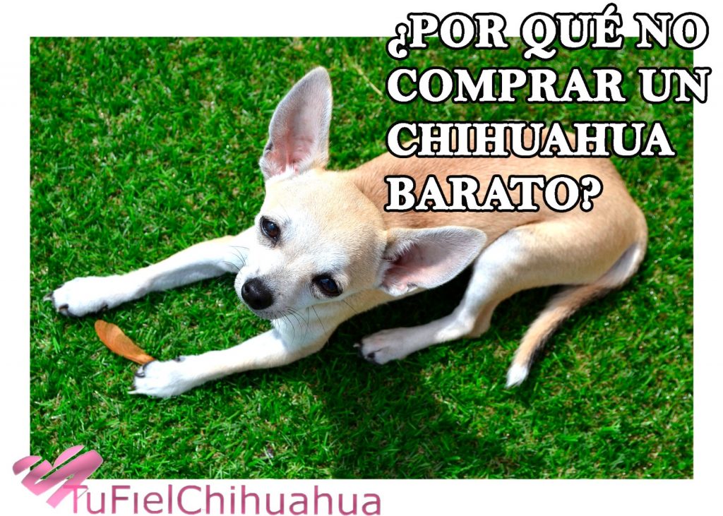 comprar un chihuahua barato