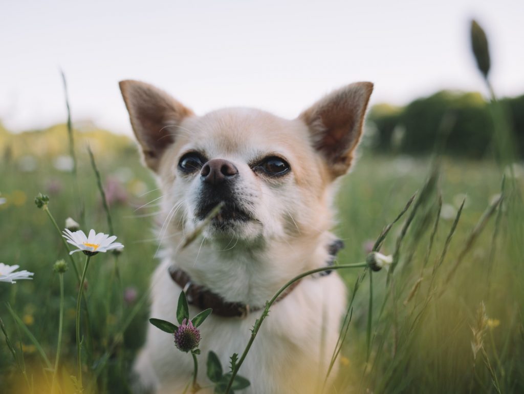 como educar a un chihuahua