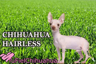 Chihuahua sin pelo o hairless