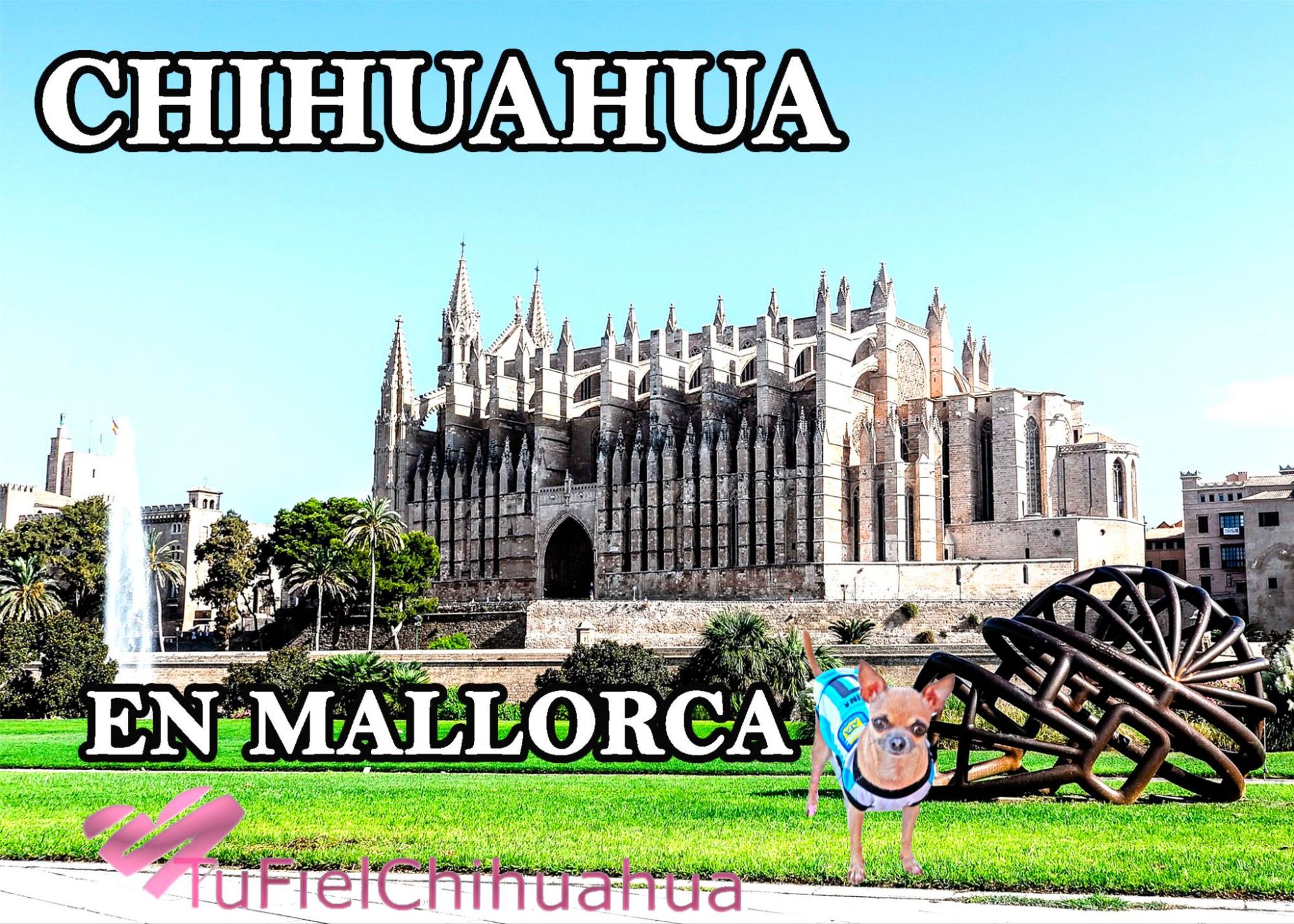 chiguagua mallorca