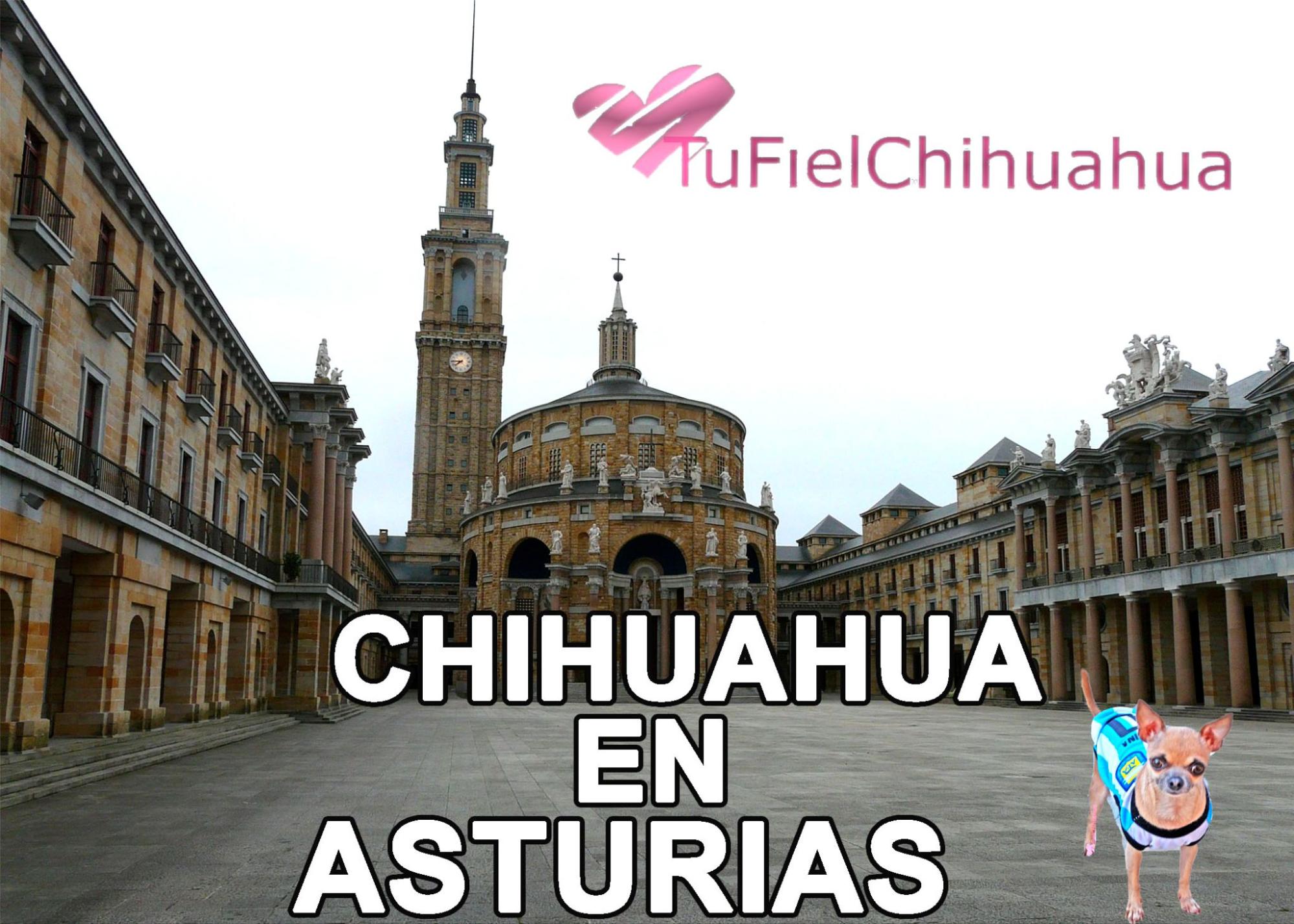 chihuahua asturias